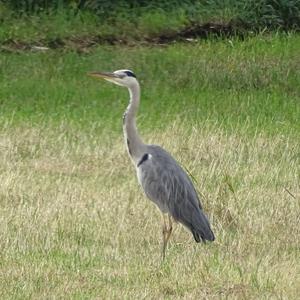 Grey Heron