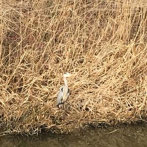 Grey Heron