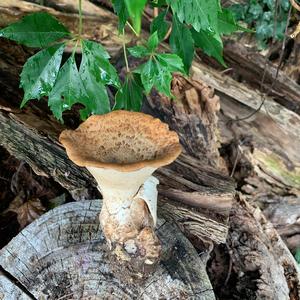 Funnel Polypore