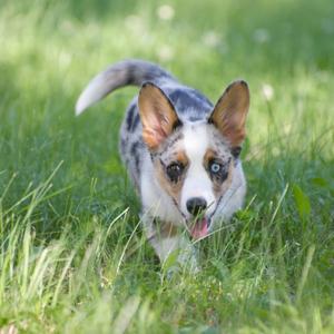Welsh Corgi (Cardigan)