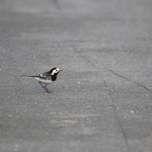 White Wagtail