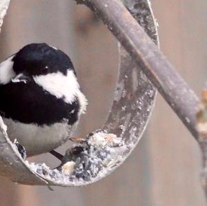 Coal Tit