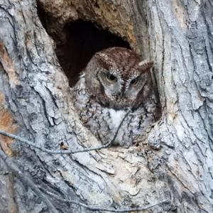 Eastern Screech-owl