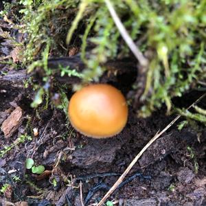 Deadly Galerina