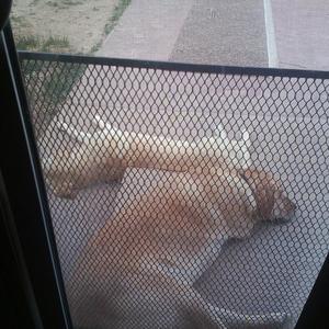 Retriever (Labrador)