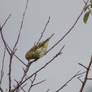European Serin