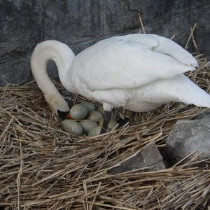 Höckerschwan