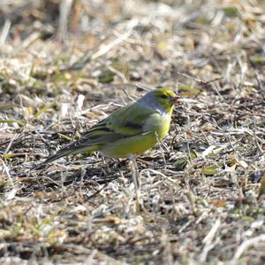 Alpine Citril Finch