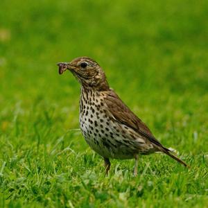 Song Thrush