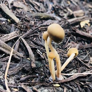 Unknown Species