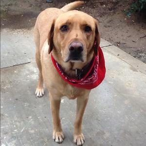 Retriever (Labrador)