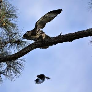 Red-tailed Hawk