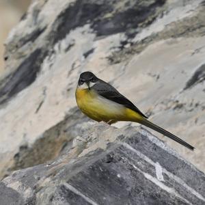 Grey Wagtail
