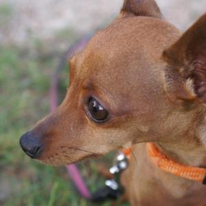 Miniature Pinscher
