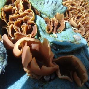 Kastanienbrauner Becherling