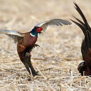 Common Pheasant