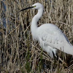 Little Egret
