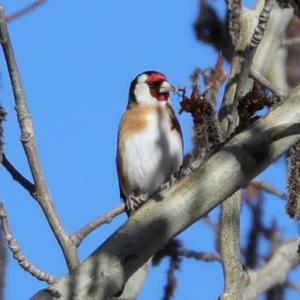 European Goldfinch