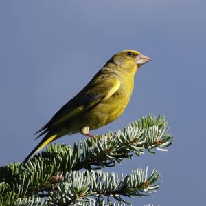 European Greenfinch