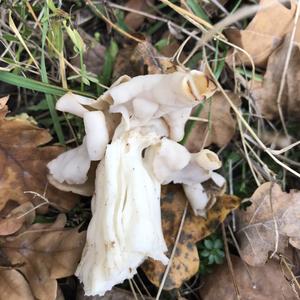 Fluted White Helvella