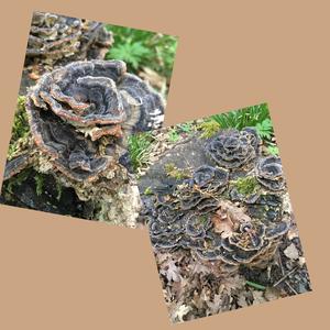 Turkey-tail