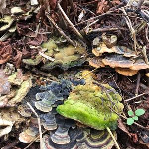 Unknown Species