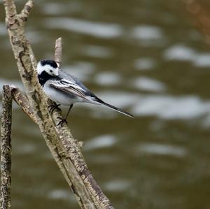 White Wagtail