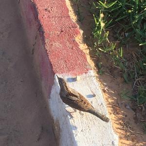 Eurasian Wryneck