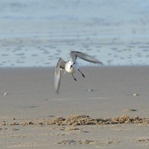 Sanderling