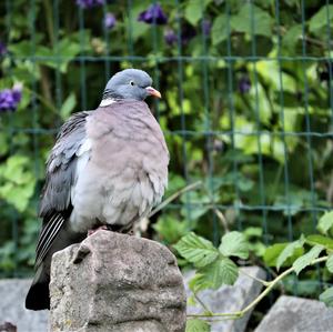Common Wood-pigeon