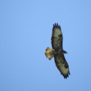Steinadler