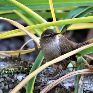 Winter Wren