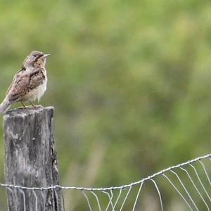 Eurasian Wryneck
