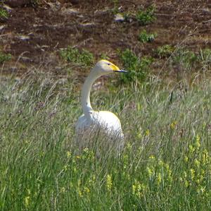 Whooper Swan