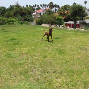 Pointer (German Shorthaired)