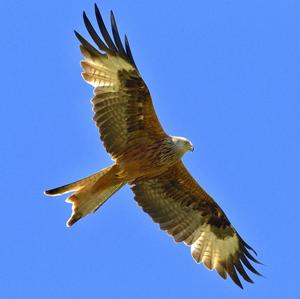 Red Kite