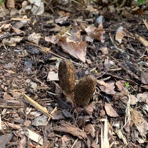 Black Morel