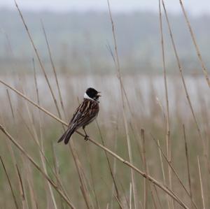 Reed Bunting