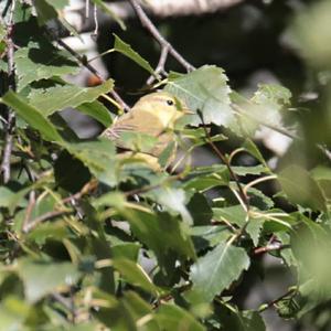 Willow Warbler