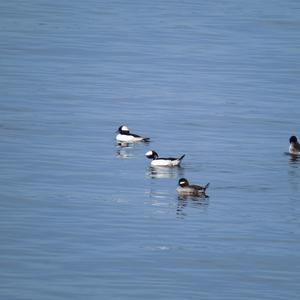 Bufflehead