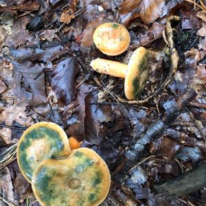 False Saffron Milk Cap