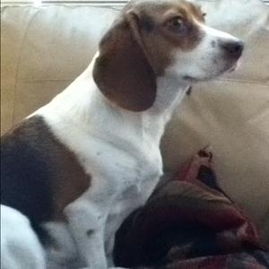 Beagle