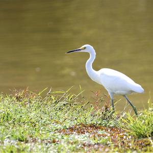 Little Egret