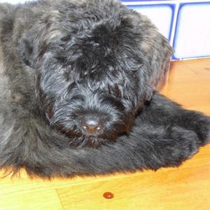 Bouvier des Flandres