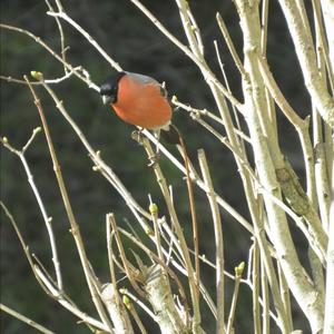 Eurasian Bullfinch