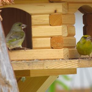 European Greenfinch