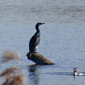 Great Cormorant