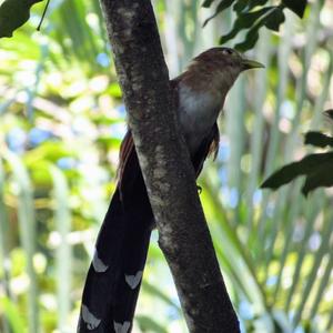 Black-bellied Cuckoo