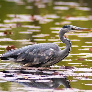 Grey Heron