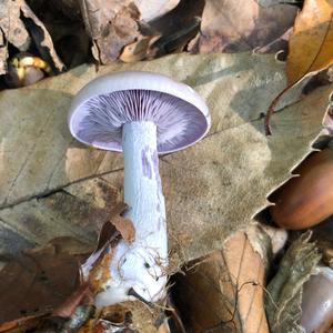 Wood Blewit